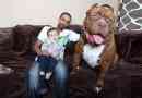 Monster pit bull po imenu hulk
